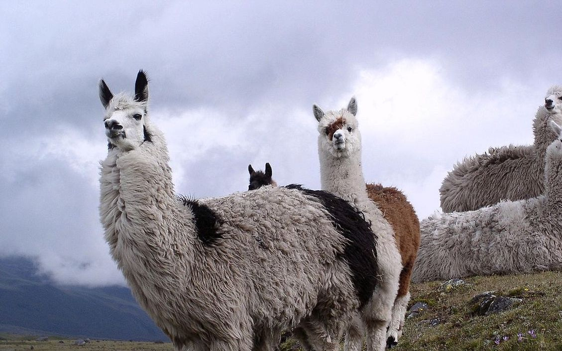 Família reunida na cabine com a paisagem urbana ao fundo